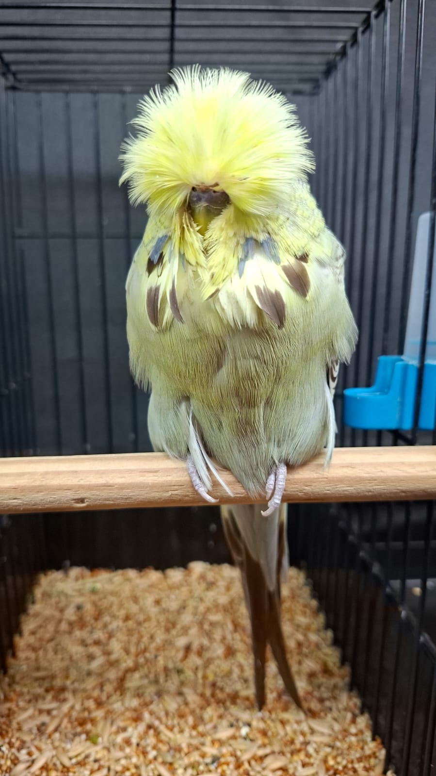 Young Blood Aviaries Best Intermediate, Best Intermediate Any Age on Show