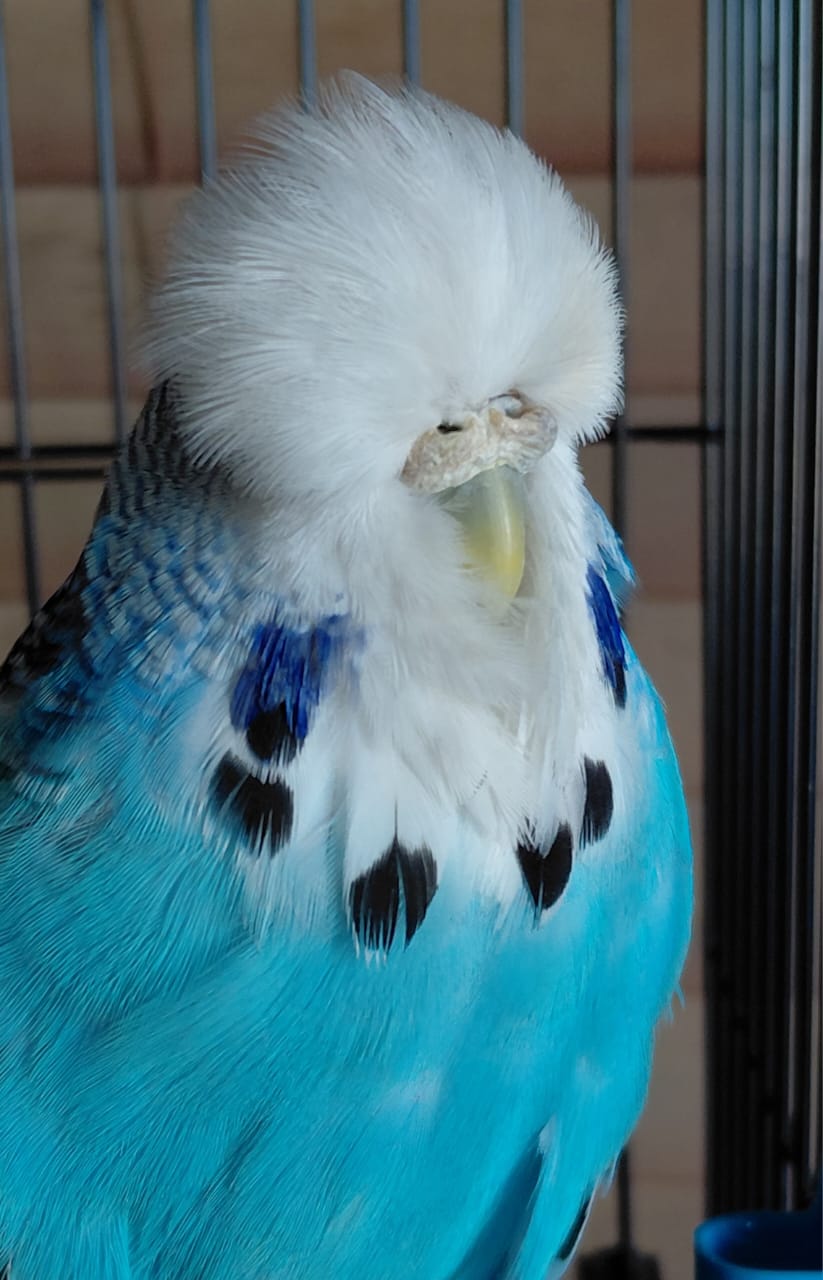 Willrich Aviaries CC Best Skyblue on Show