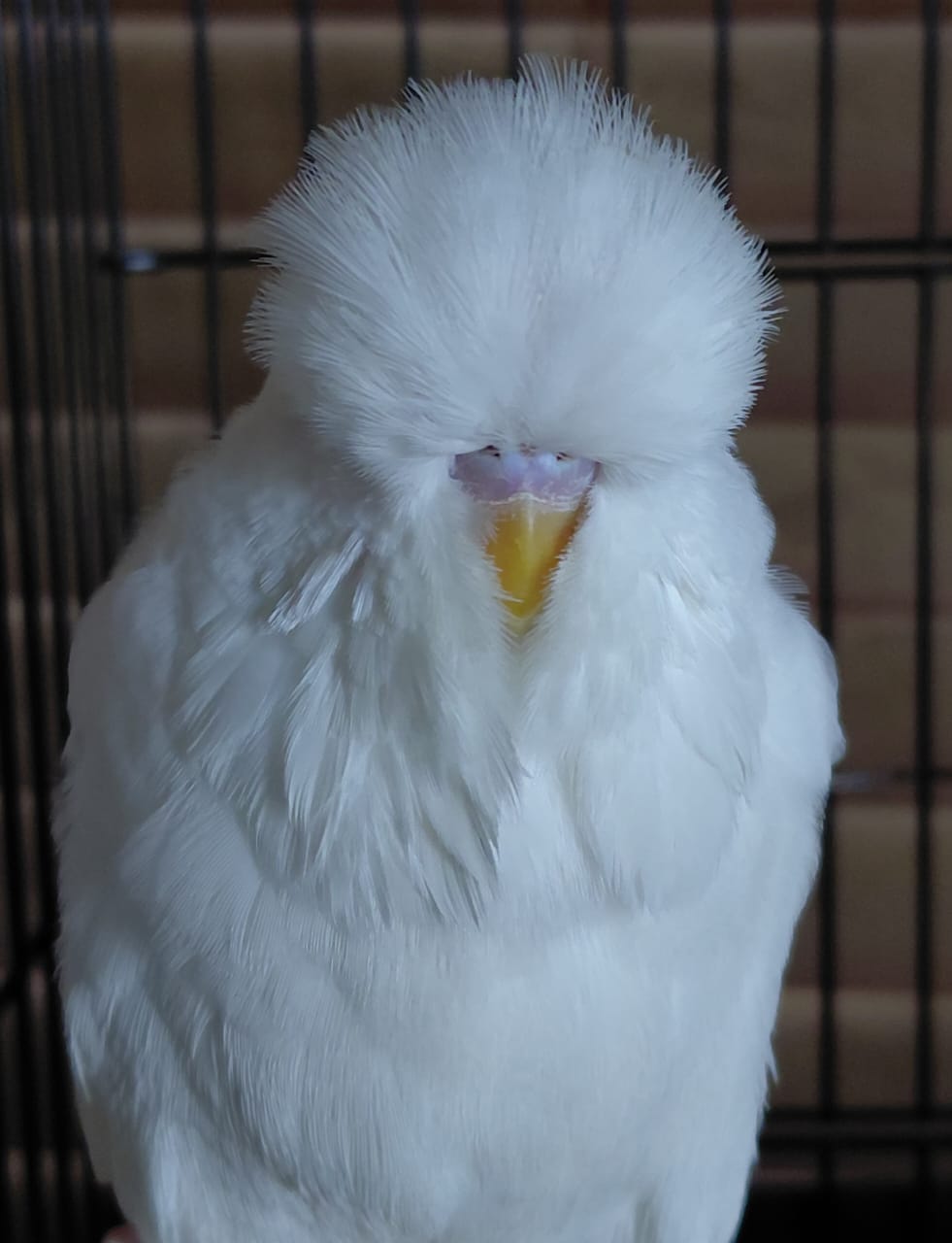 Christo Thompson CC Best Albino on Show