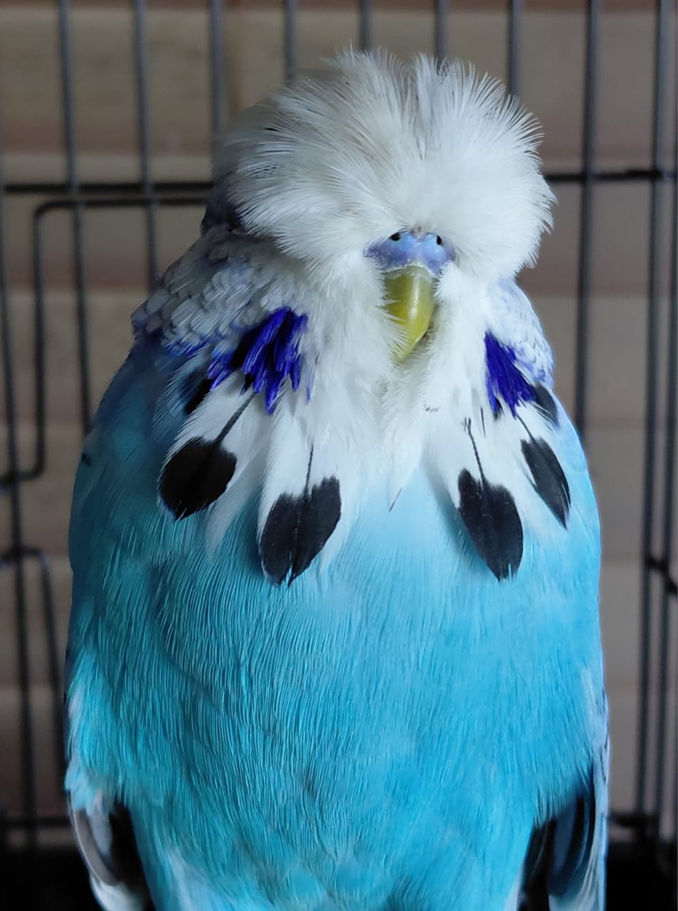 Nel Brothers Stud CC Best Opaline Blue Series on Show