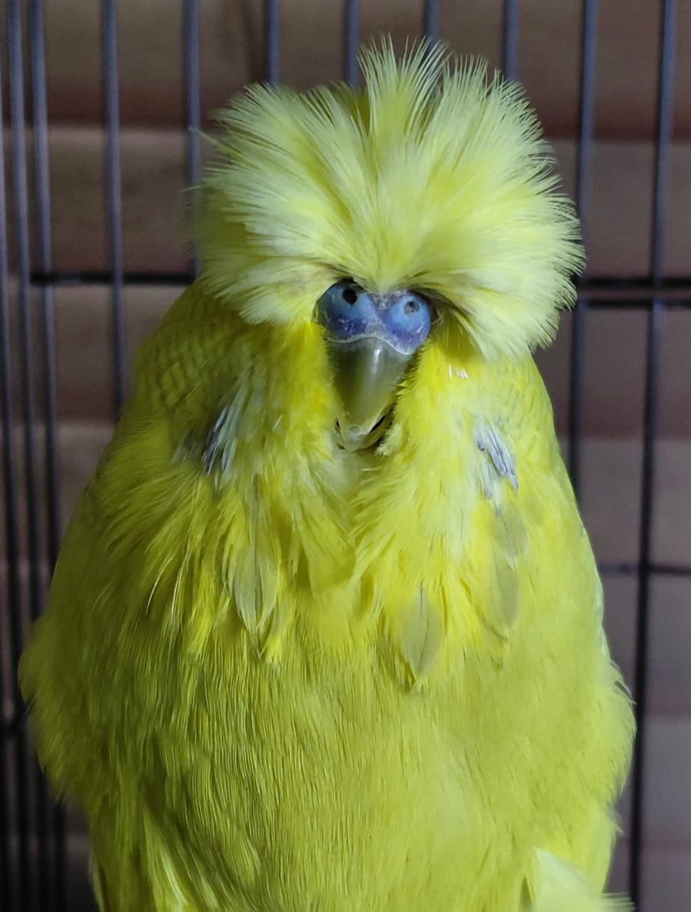 van Rooy Aviaries CC Best Yellow & White Suffused on Show