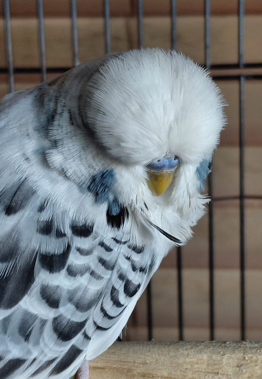 Resplendent Bird Aviaries CC Best Any Other Colour or Variety on Show