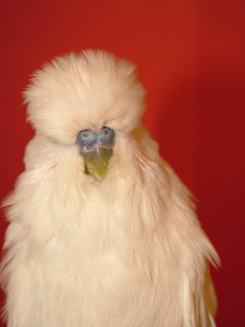 2004