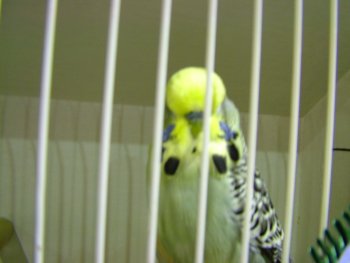 Best Budgerigar on Show - Gert Pieters