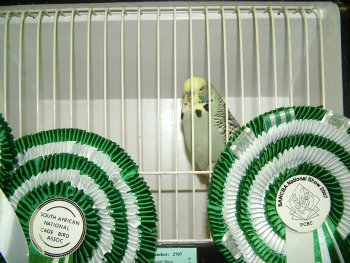 Best Budgerigar on Show - Gert Pieters