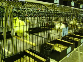 Canary section