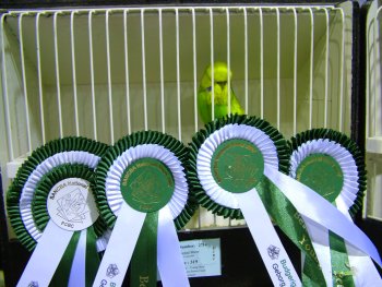 Third Best Budgerigar on Show and Best Young Bird on Show and Best Intermediate Budgerigar on Show and Best Intermediate Young Bird on Show - Gert Pieters