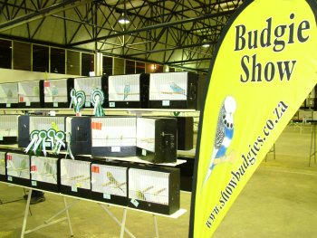 Budgerigar Exhibits