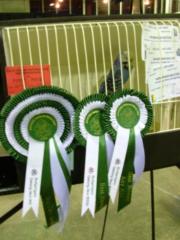 Runner up to Best Budgerigar on Show and Best Novice on Show - Clarence Marks