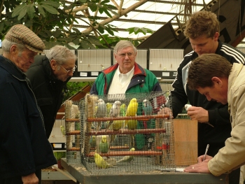 Purchasing of Show Budgies by Cage bird members while ex-Show Budgie member Neville Greyling looks on