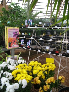 Some of the Canary exhibits in the show hall