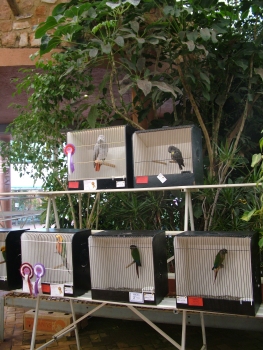 Some Parrot exhibits in the show hall