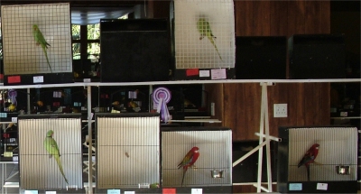 Some of the parrots on display