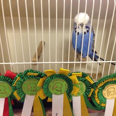 Best Bird on Show jNj Show Stud