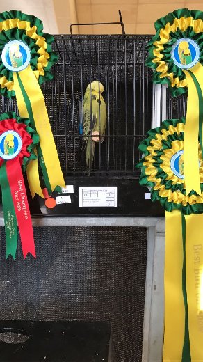 Albert Olivier Best Bird on Show, Best Young Bird on Show and Best Champion on Show at the Western Cape Championship Show 2017