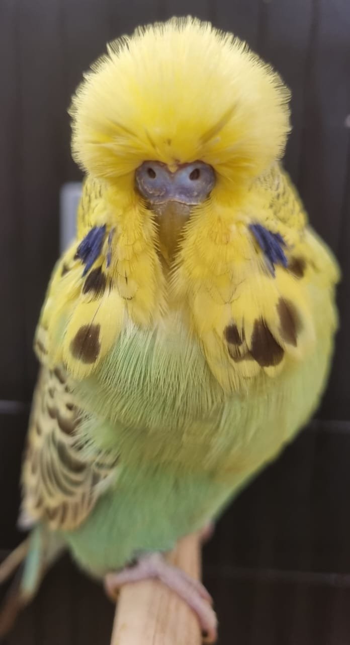 Resplendent Bird Aviaries CC Best Golden Face on Show
