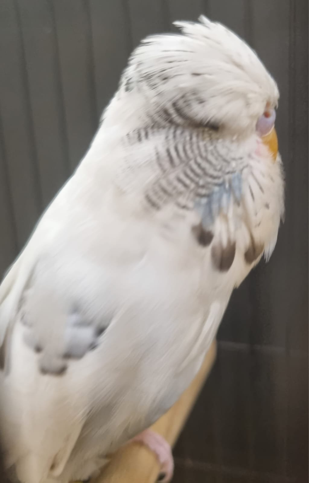 Resplendent Bird Aviaries CC Best Recessive Pied on Show