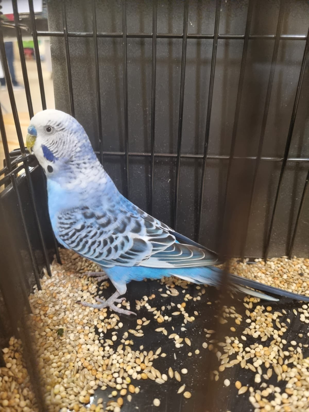 Cracknell Partnership Best Budgerigar of Colour on Show