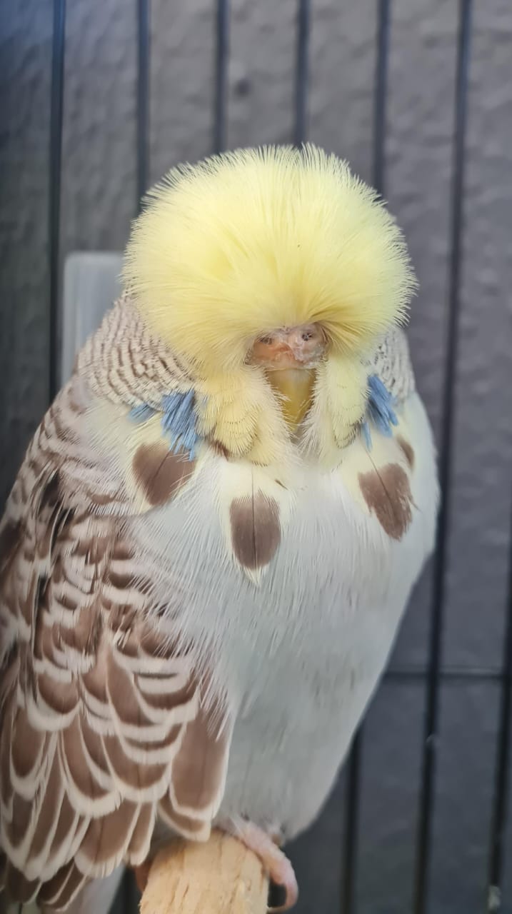 Majiet Aviaries Best Intermediate and Best Intermediate Young Bird on Show