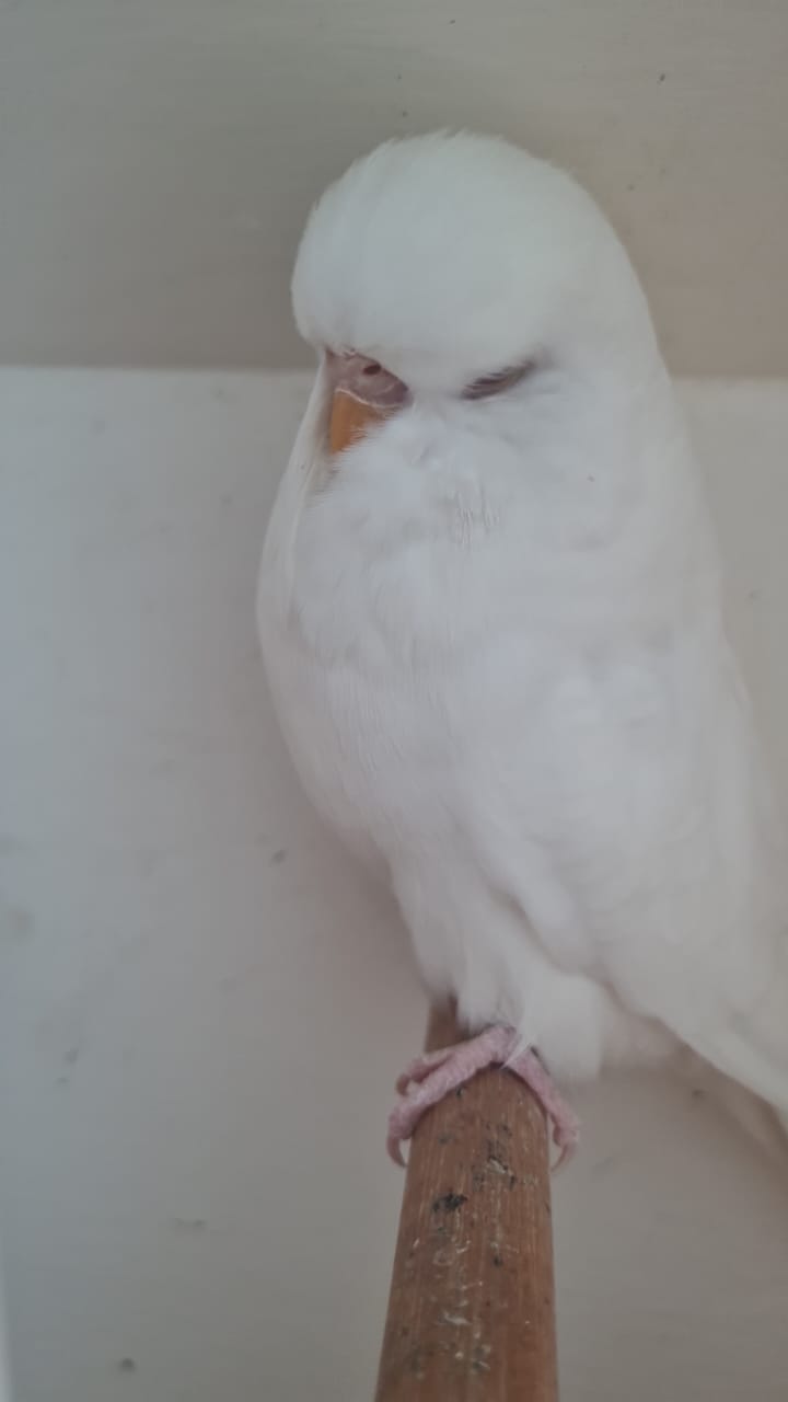 Hicmet Jaffer CC Best Albino on Show