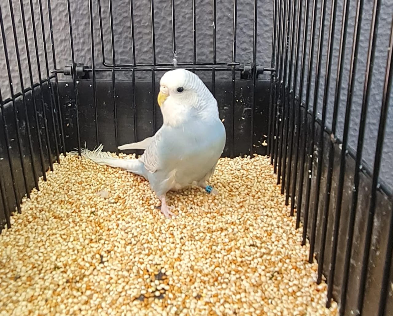 Petrus de Kock Best Budgerigar of Colour on Show