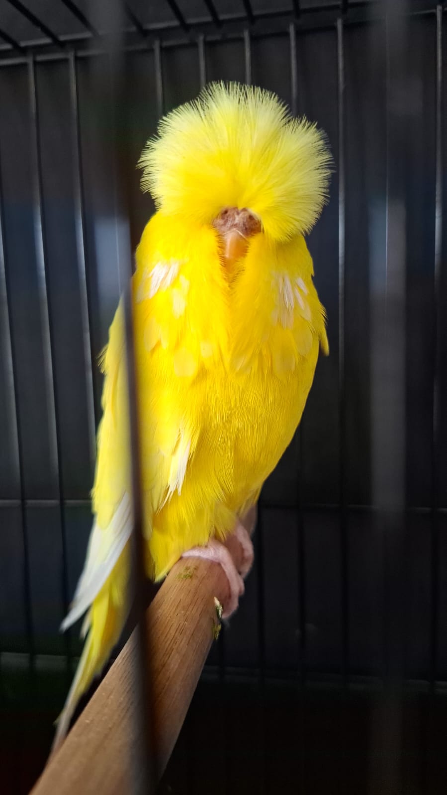 Deon Davie Best Opposite Sex on Show, Best Champion on Show, Best Champion Any Age on Show, Challenge Certificate Lutino