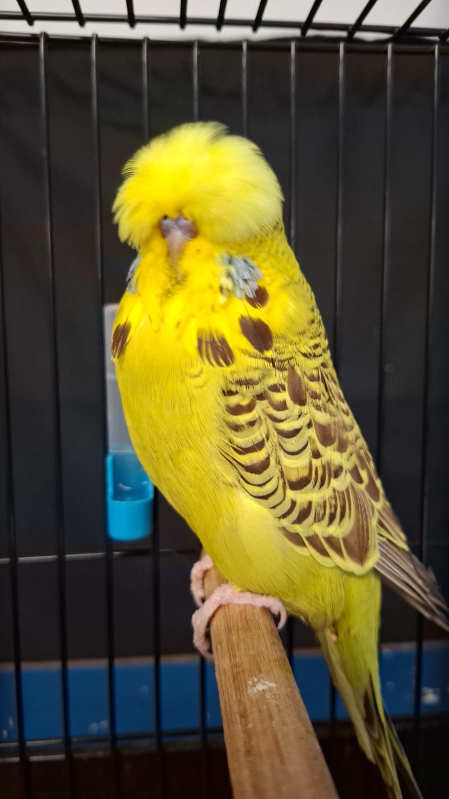 Anna Olivier Runner-up to Best Bird and Challenge Certificate Cinnamon Grey Green