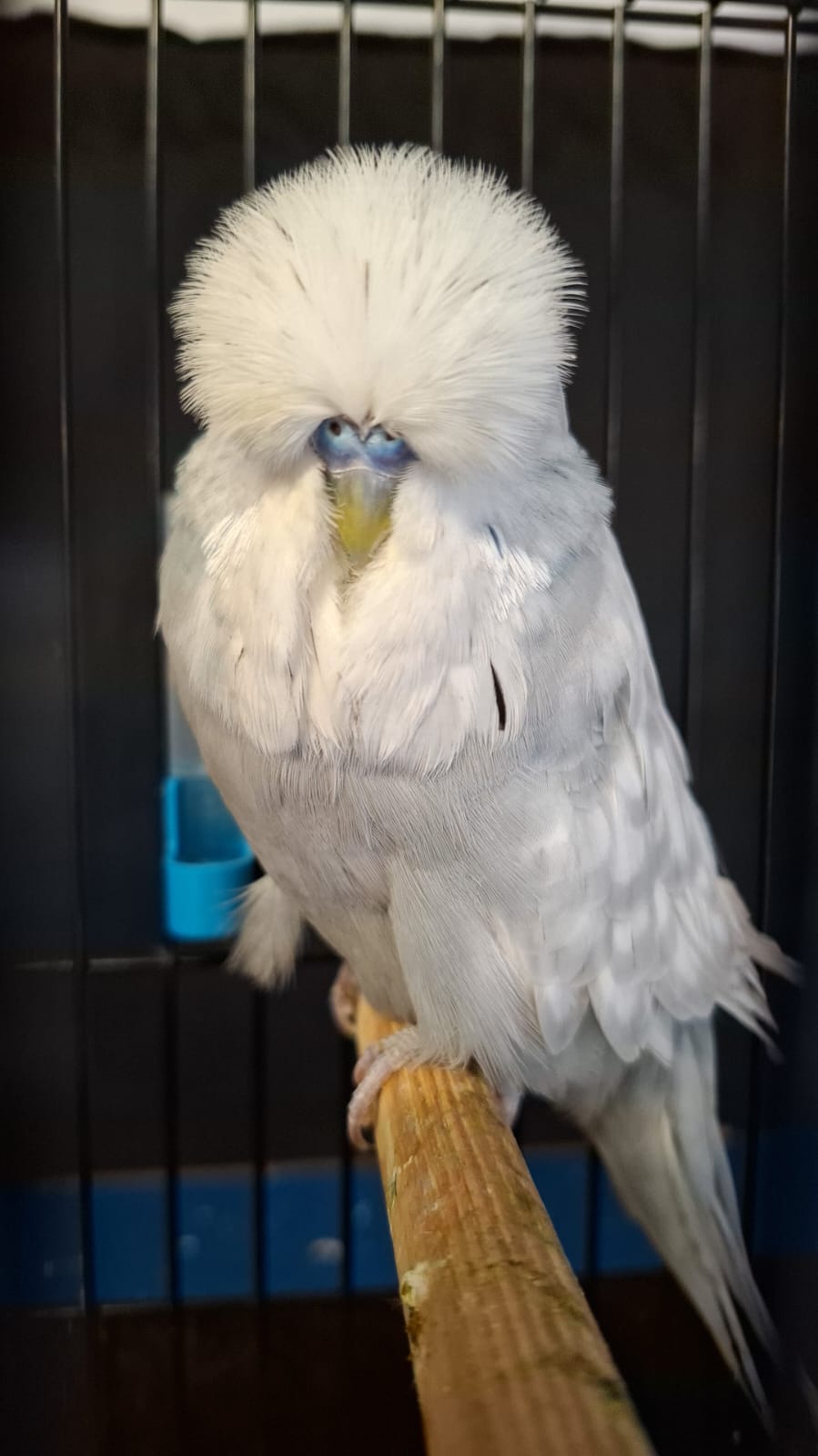 Deon Davie Best Young Bird on Show, Best Champion Young Bird on Show, Challenge Certificate Spangle Blue