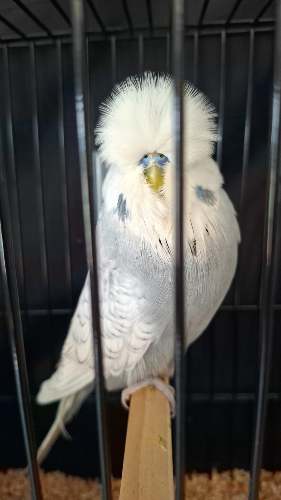 Deon Davie Best Spangle on Show