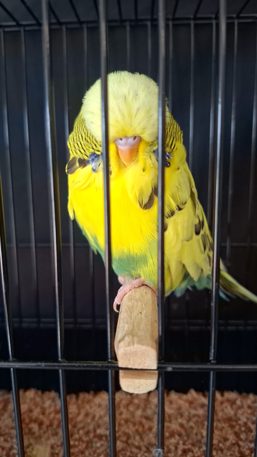 The Visser Aviary Best Rare on Show