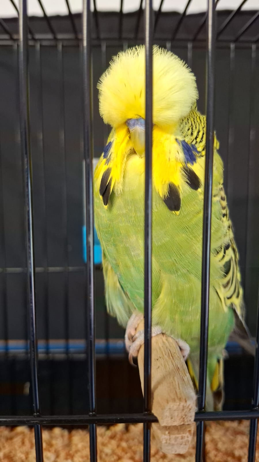 The Visser Aviary Colour of the Year on Show