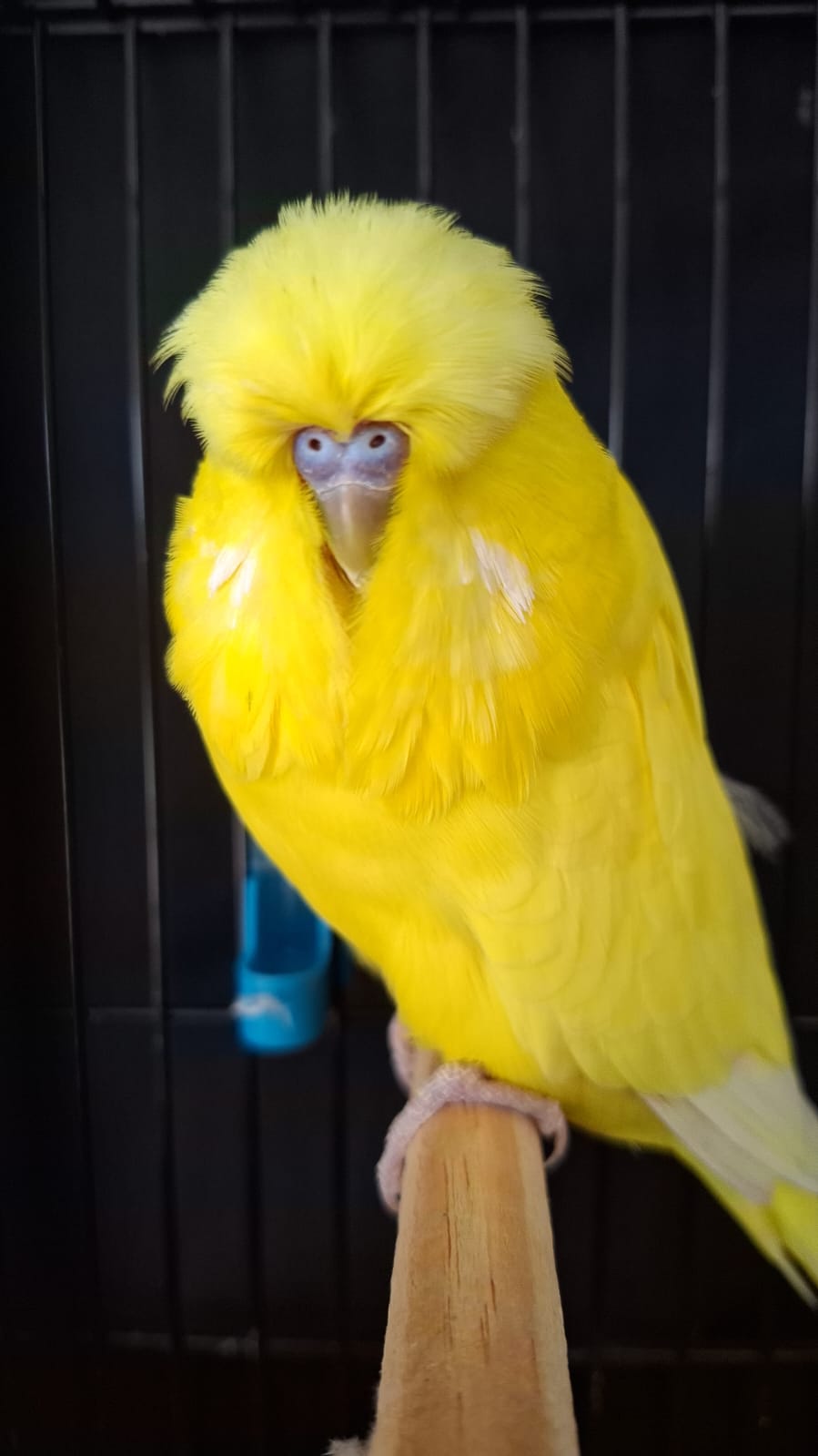 Gerhard van Niekerk Best Intermediate, Best Intermediate Any Age on Show and Challenge Certificate Double Factor Spangle