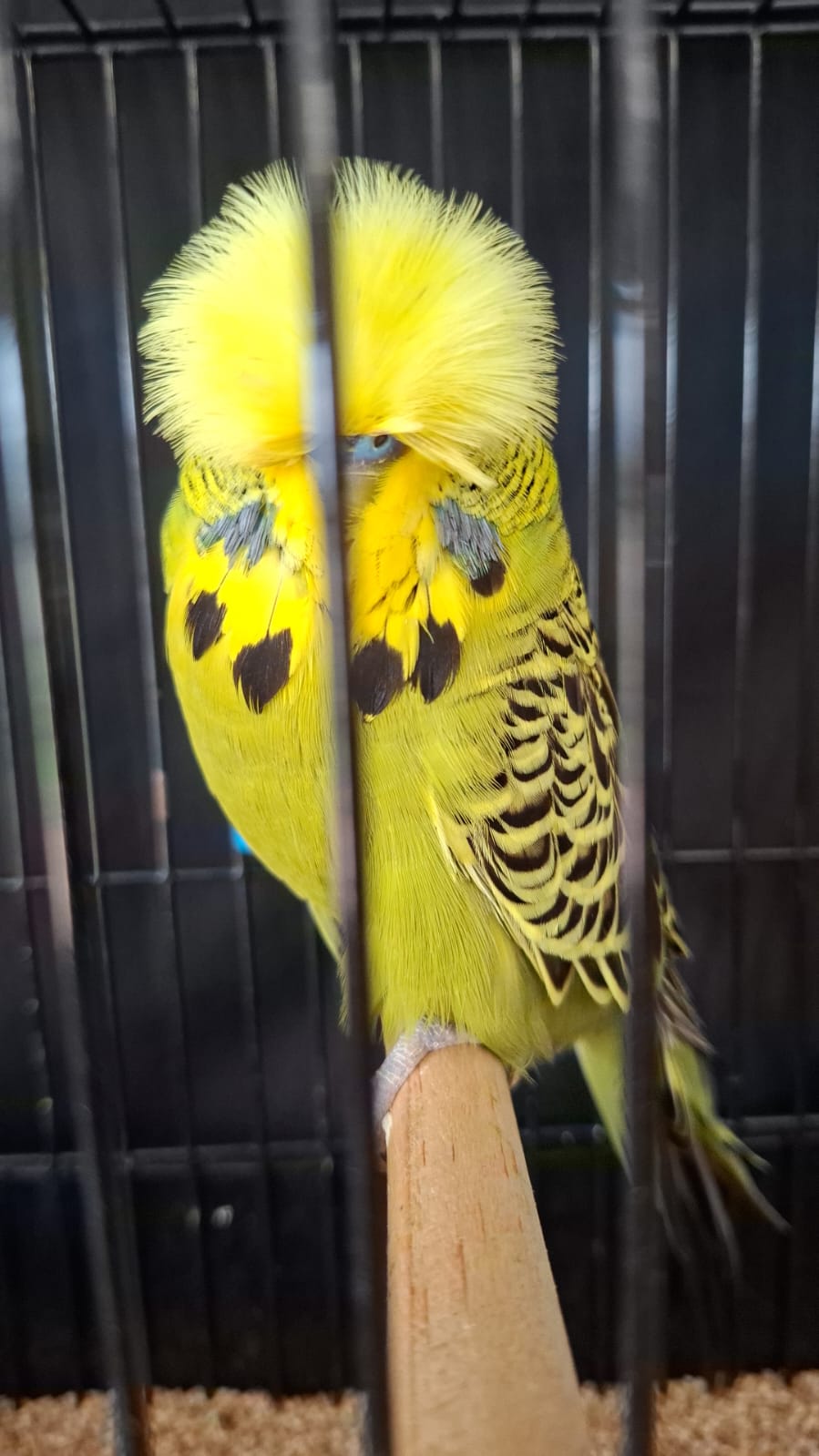 Anna Olivier Best Novice, Best Novice Any Age on Show and Challenge Certificate Grey Green