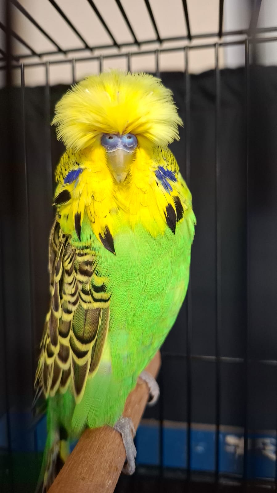 Albert Olivier CC Best Light Green on Show