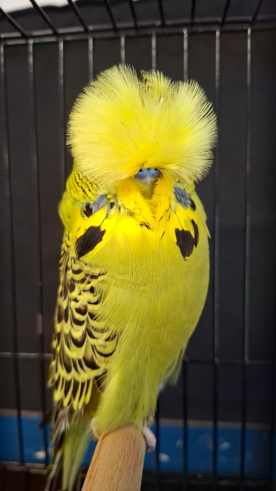 Anna Olivier CC Best Grey Green on Show