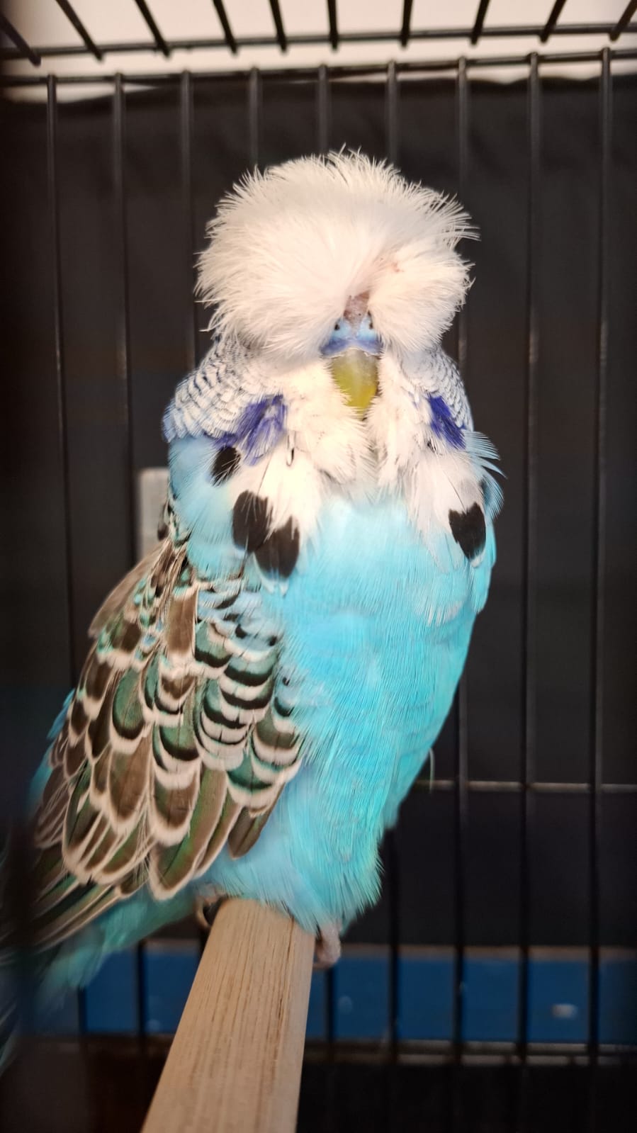 Janro van Niekerk CC Best Skyblue on Show