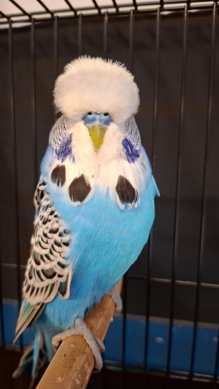 The Visser Aviary CC Best Cobalt on Show