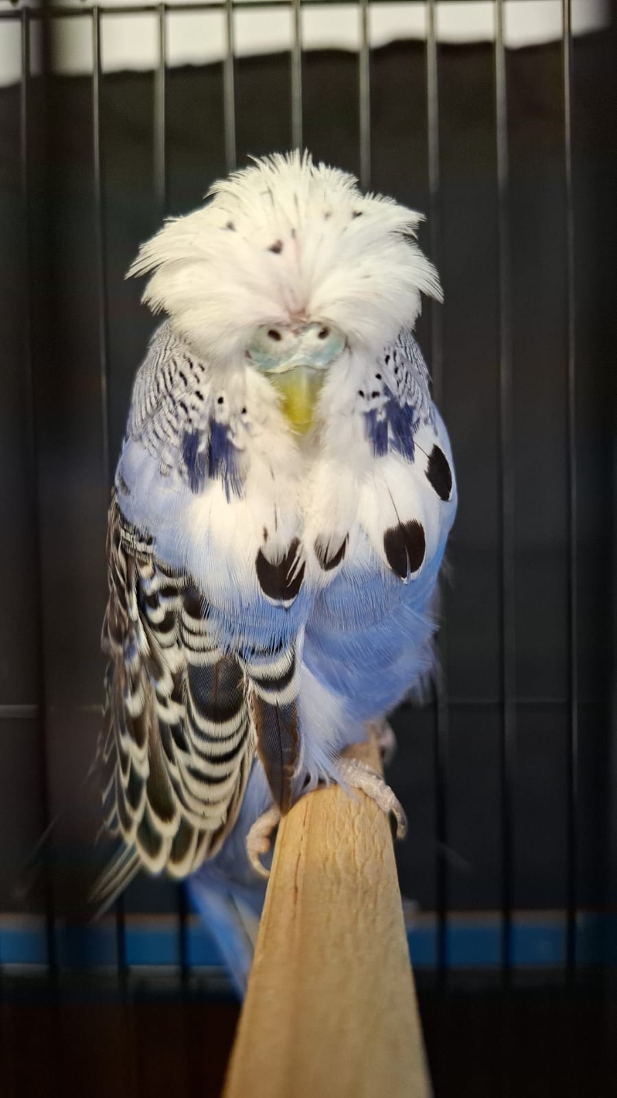 The Visser Aviary CC Best Violet on Show