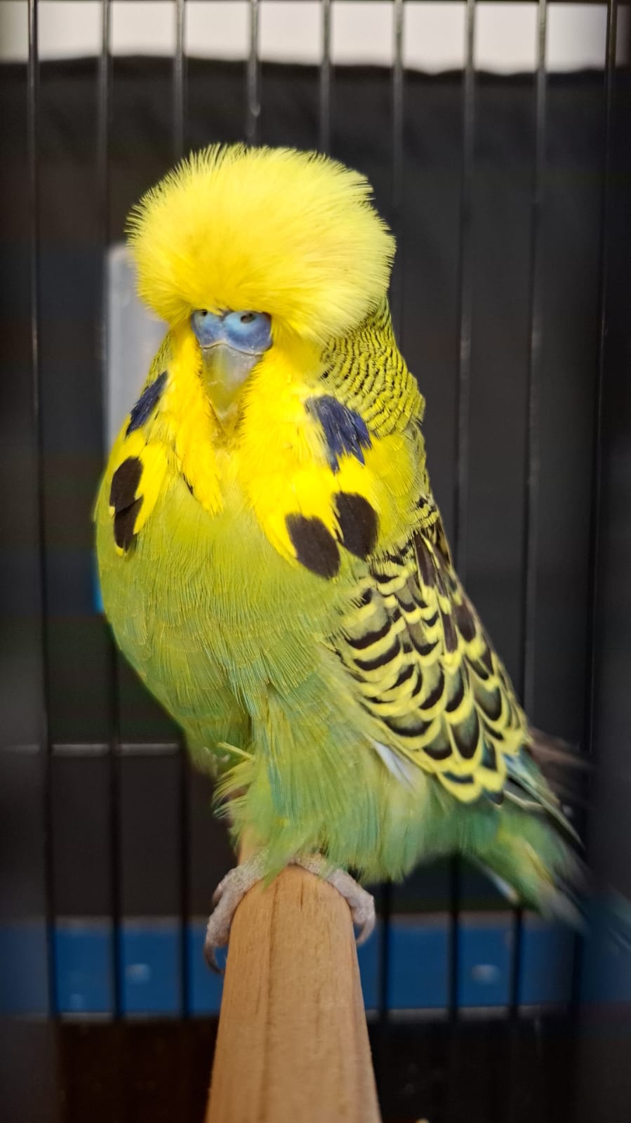 Deon Davie CC Best Olive Green and Mauve on Show