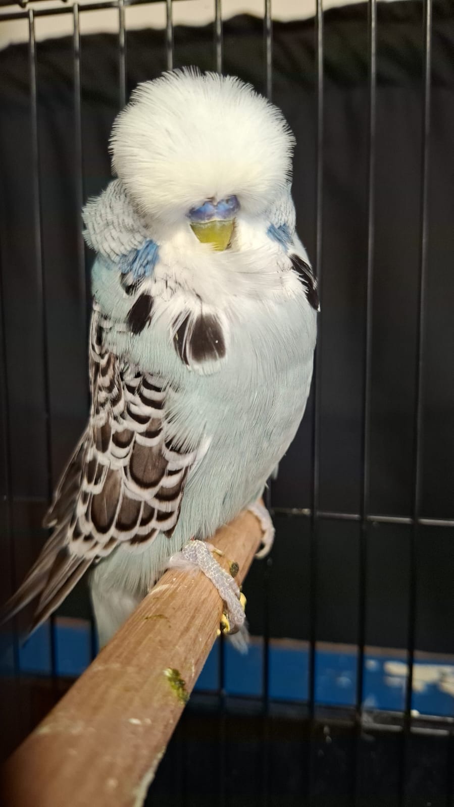 Albert Olivier CC Best Grey on Show