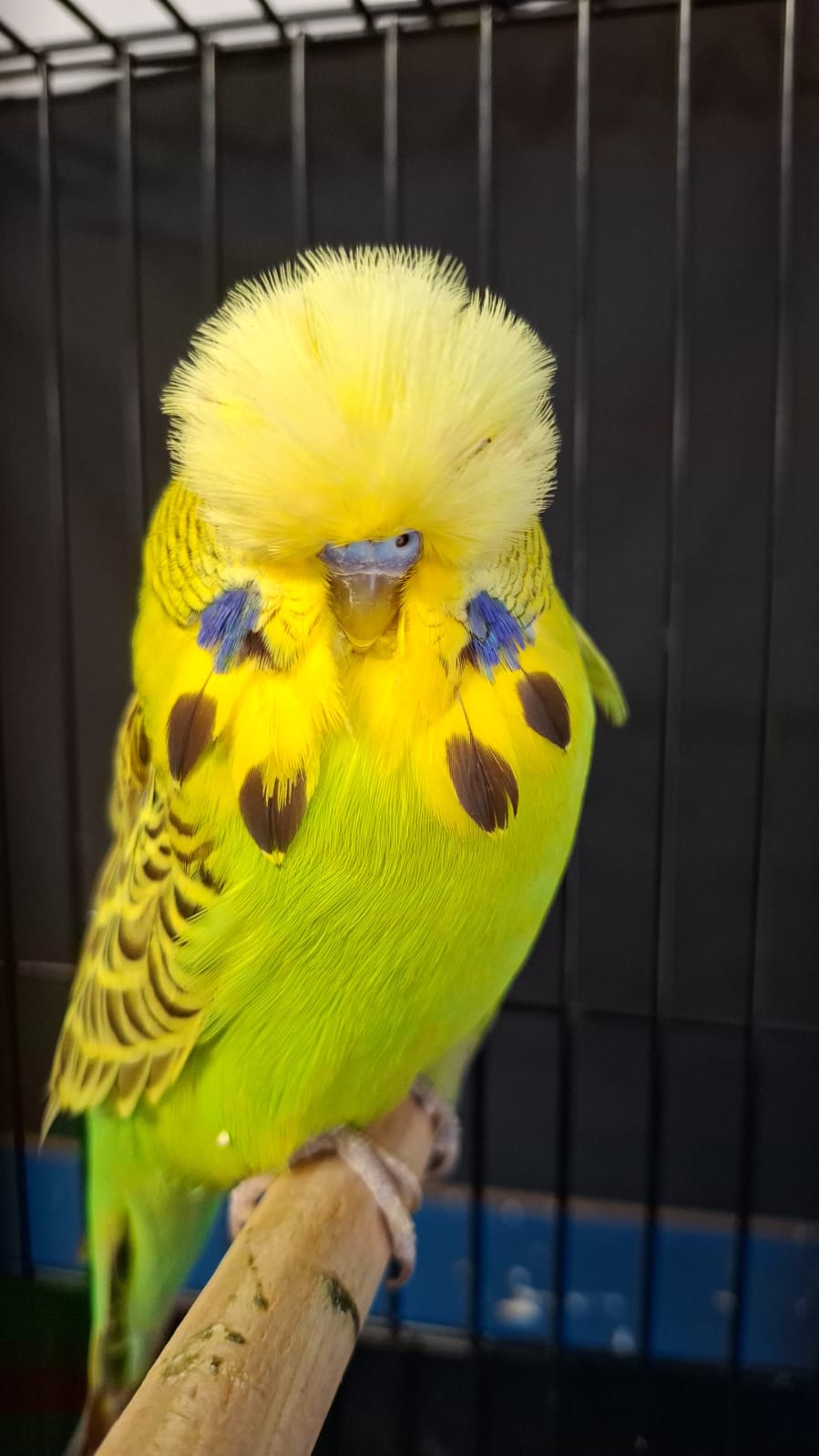 The Visser Aviary CC Best Cinnamon Green Series on Show