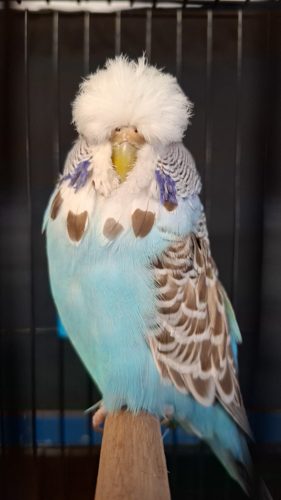 Janro van Niekerk CC Best Cinnamon Blue Series on Show