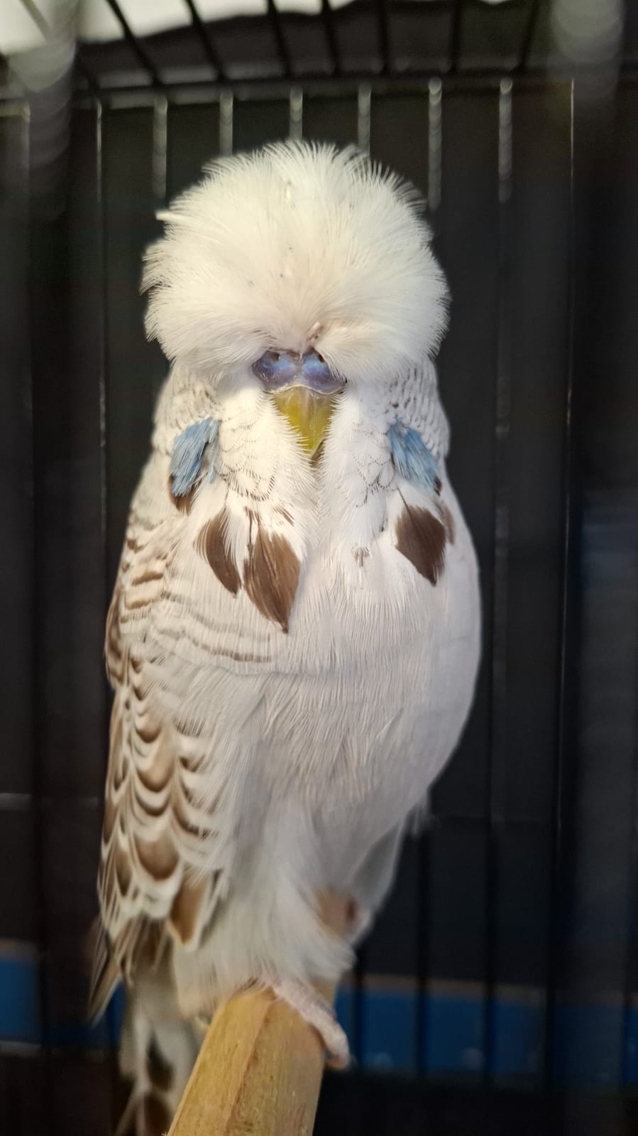 Anna Olivier CC Best Cinnamon Grey on Show