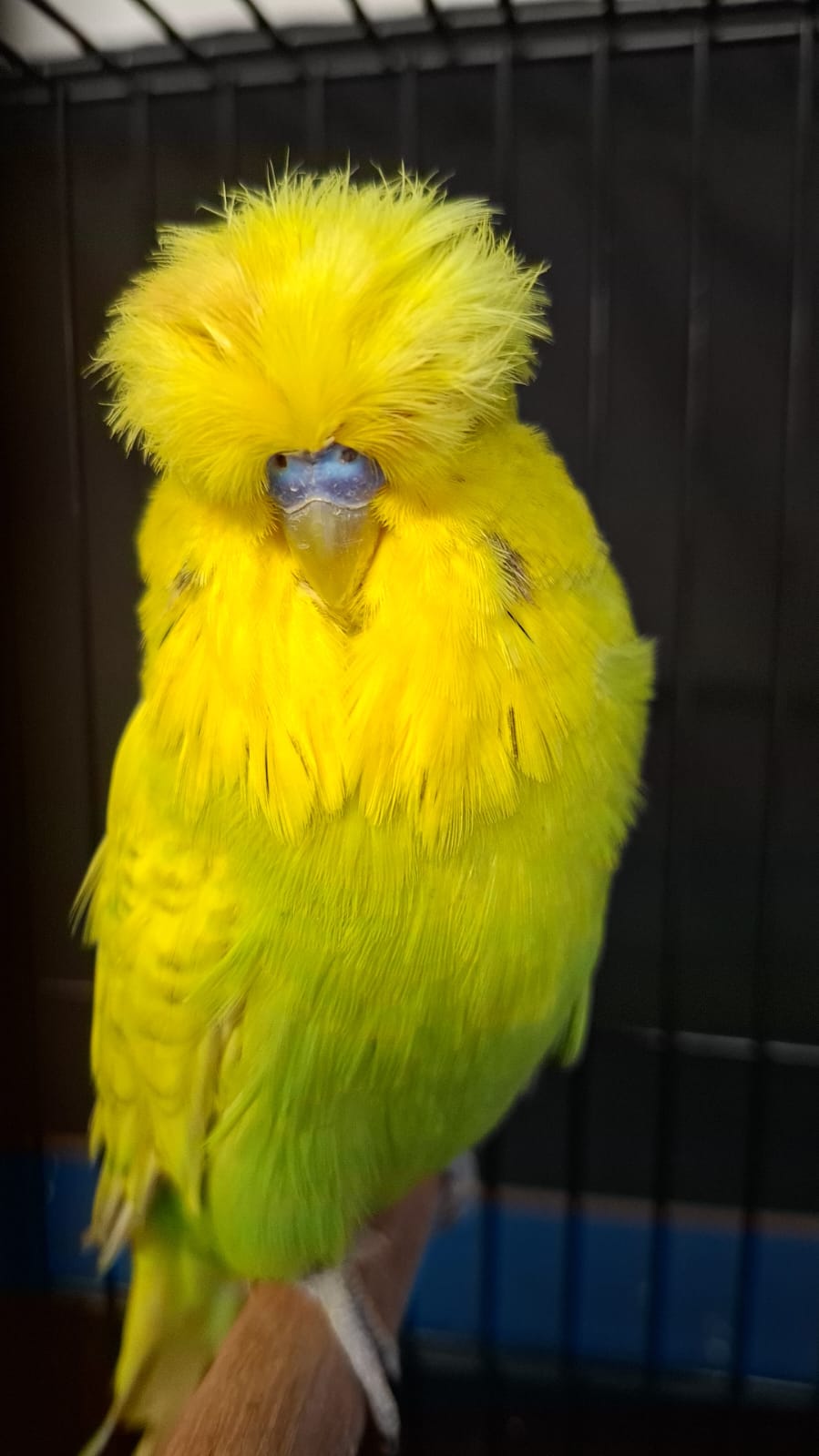 Janro van Niekerk CC Best Spangle Green Series on Show