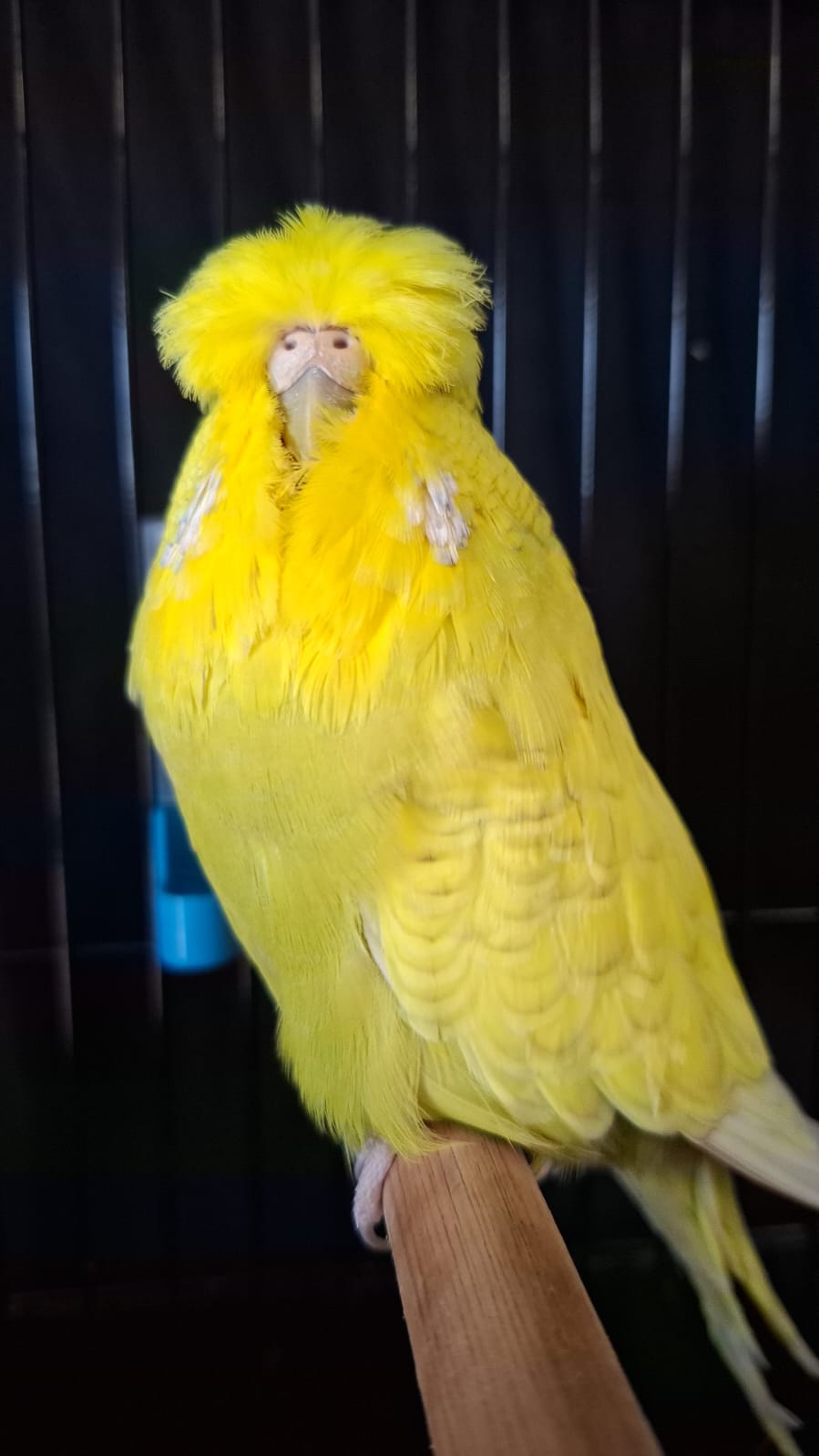 Janro van Niekerk CC Best Spangle Cinnamon on Show