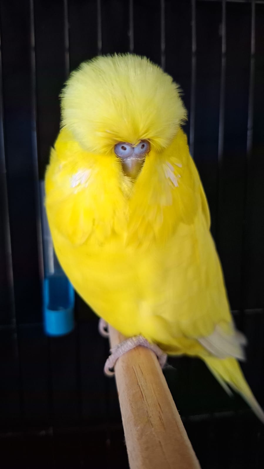 Gerhard van Niekerk CC Best Double Factor Spangle on Show