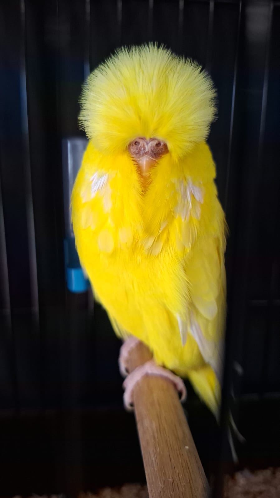 Deon Davie CC Best Lutino on Show