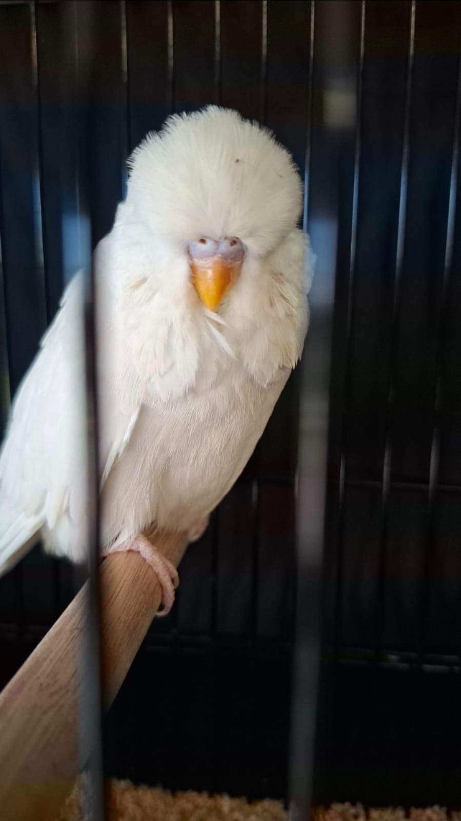 Christo Thompson CC Best Albino on Show