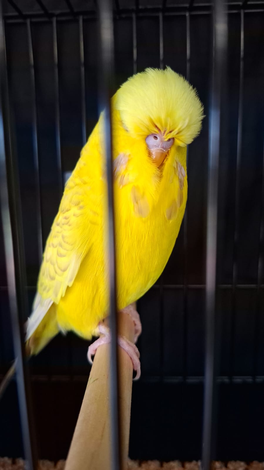 Frikson Stoet CC Best Lacewing on Show