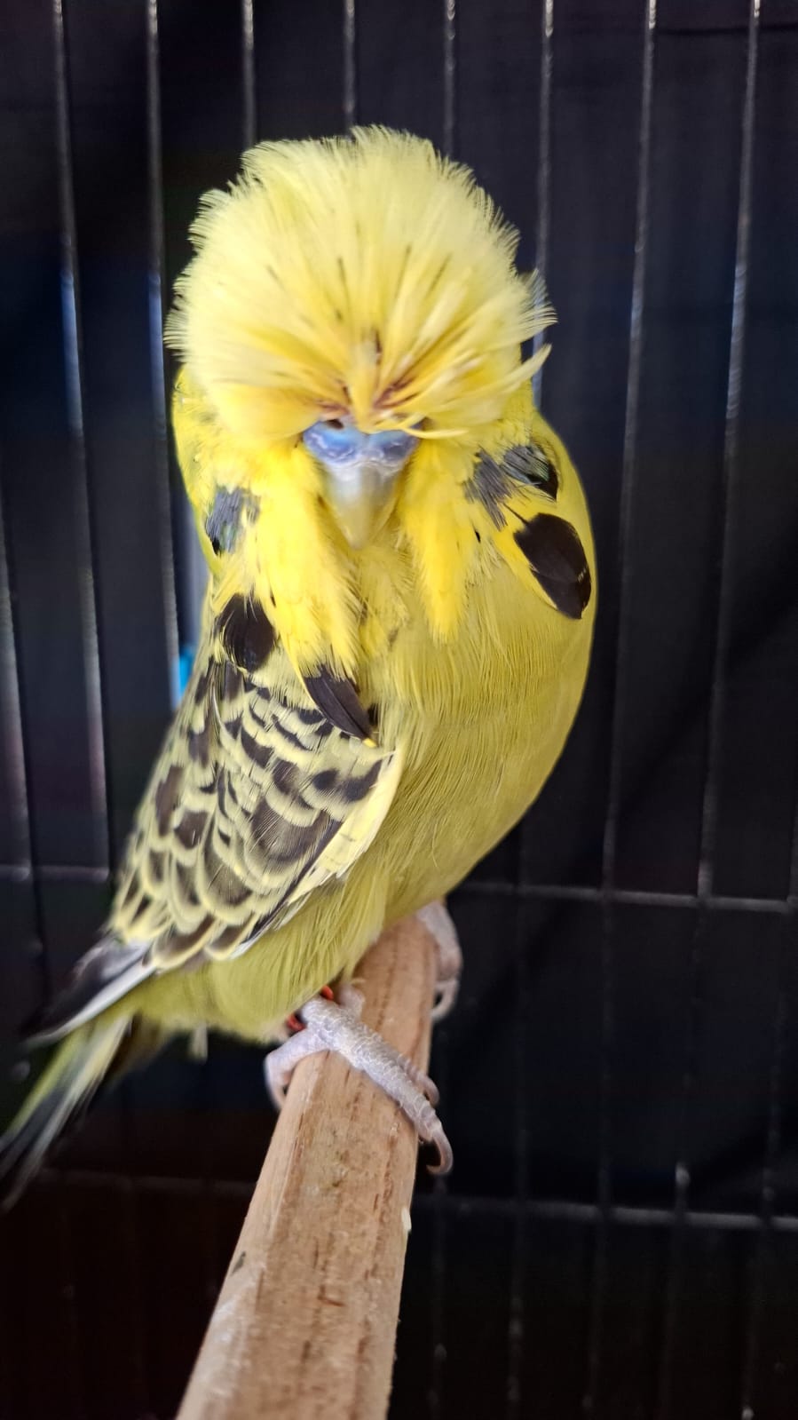 Albert Olivier CC Best Opaline Green Series on Show